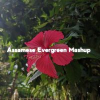 Assamese Evergreen (Mashup)